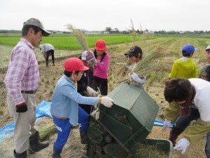 写真：地域の方に協力してもらいながら足踏み脱穀機で脱穀する児童たち