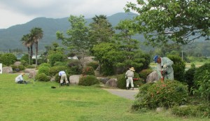 写真：石榑小学校の校庭の庭木を剪定する石榑東地区長OB会メンバーの様子