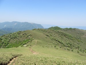 写真：山頂付近でシロヤシオが羊の群れのように見えて生えている様子