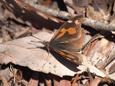 写真:テングチョウ