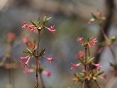 写真:ヤマウグイスカグラ