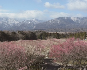 写真：梅林公園と藤原岳