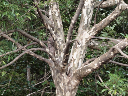 写真:カゴノキ(クスノキ科)樹皮