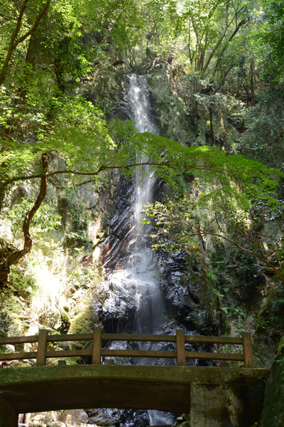 写真：白滝