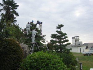 写真：大きく成長した松を剪定する皆さん 