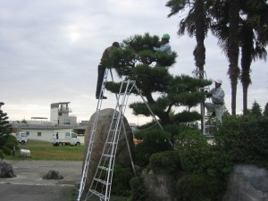 写真：大きな石とともに旧校舎の校門のシンボルだった松を剪定する皆さん