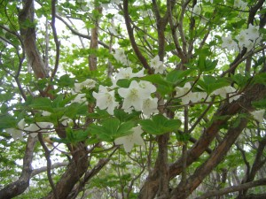 写真：8合目のシロヤシオの花
