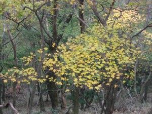 写真：ところどこで紅葉が見られました