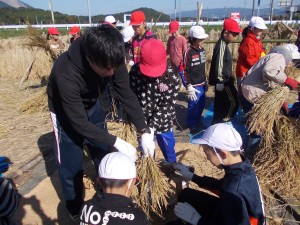 写真：学習田で千把穀き体験をする児童達