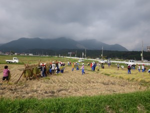 写真:学習田で鎌で刈り取った稲をはさ掛けにする児童たちの様子
