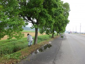 写真:ポイ捨てを防ぐために街路樹の下もきれいに刈り取った様子