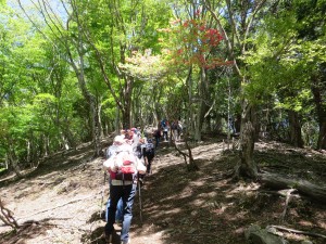 写真：金山尾根に咲く山ツツジがきれいに咲いている風景