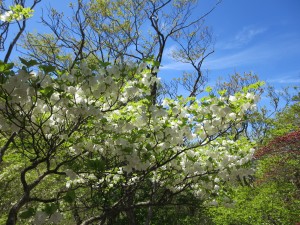 写真:シロヤシオが白い可憐な花を咲かせている様子