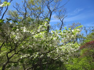 写真：シロヤシオが白い可憐な花を咲かせている様子