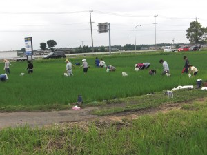 写真:大勢で田んぼの草取りをする様子