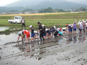 写真:田んぼに足跡をたくさんつけて田植えをする様子