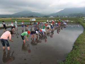 写真：田んぼを貸してくれた方にお礼の気持ちを込めて精一杯田植えをする参加者