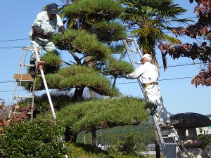 写真:はしごを使って松の木の散髪をする様子