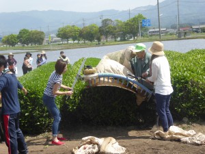 写真：お母さん方もお茶刈に挑戦する様子