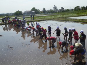 写真：田んぼの中で横一列になり小さい足跡をつけて田植えをする児童