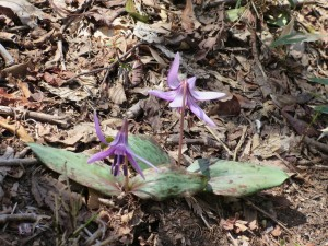 竜ヶ岳登山と砂山ハイキングを行います