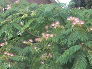 7月1日 石榑小学校が107歳を迎えます。