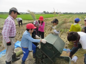 学習田で稲刈り