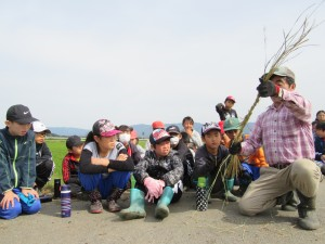 学習田で稲刈り