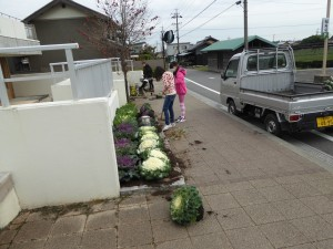 学校前花壇の花植えをしました