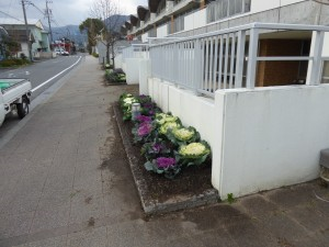 学校前花壇はもうお正月