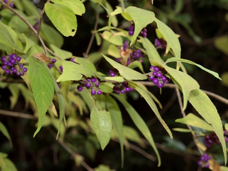 写真:ヤブムラサキ