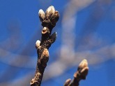 写真:カシワの冬芽と葉痕