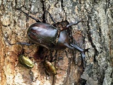 写真:カブトムシ(オス)