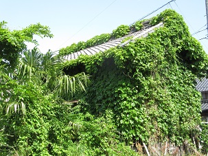 家の外壁や屋根に草が生えている空き家の写真