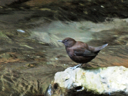 写真:カワガラス