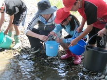 3年生 鮎の放流