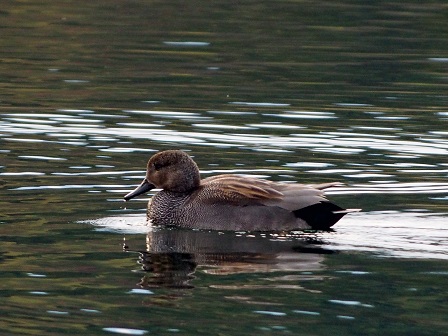 12月 オカヨシガモ いなべ市公式ウェブサイト