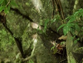 写真:カノツメソウ