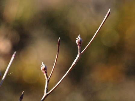 写真:ヤマボウシ冬芽