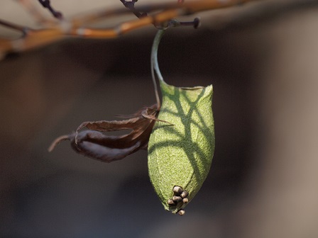 写真:ウスタビガの繭と卵