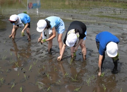 田植え