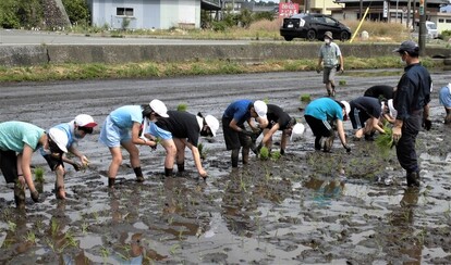 田植え