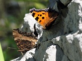 写真:ヒオドシチョウ