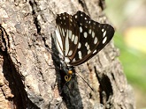 写真：ゴマダラチョウ