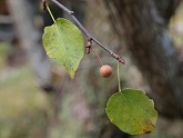 写真：マメナシ