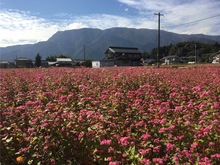 赤ソバの花