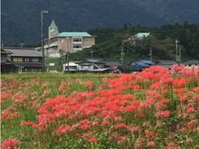 ＜藤原の絶景＞ふじわら保育園前ヒガンバナ