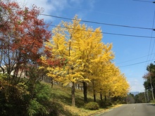 ＜藤原の絶景＞藤原文化センター銀杏並木