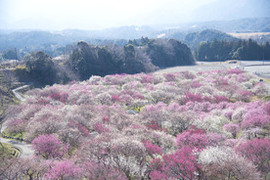 写真：農業公園