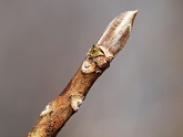 写真：リョウブの冬芽と葉痕